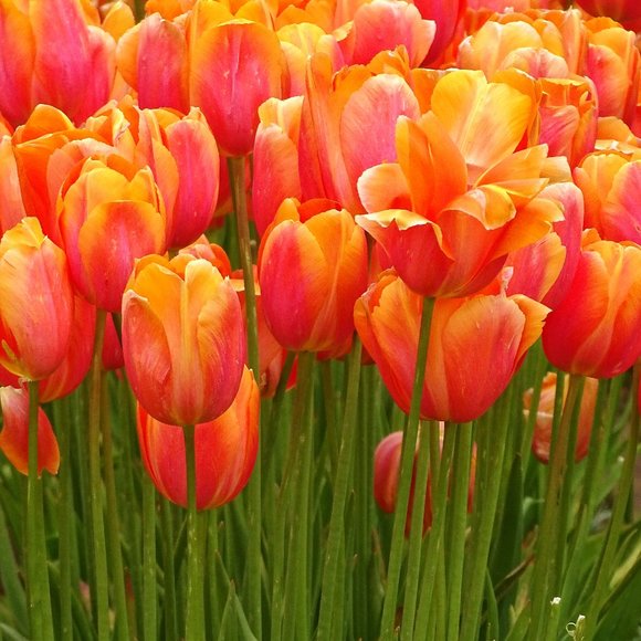 Meet your Posher - Picture 1 of 1